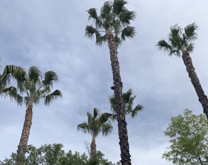 TREE SERVICES